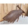 Image 6 : 18.6 Lbs Moose Shed Antler