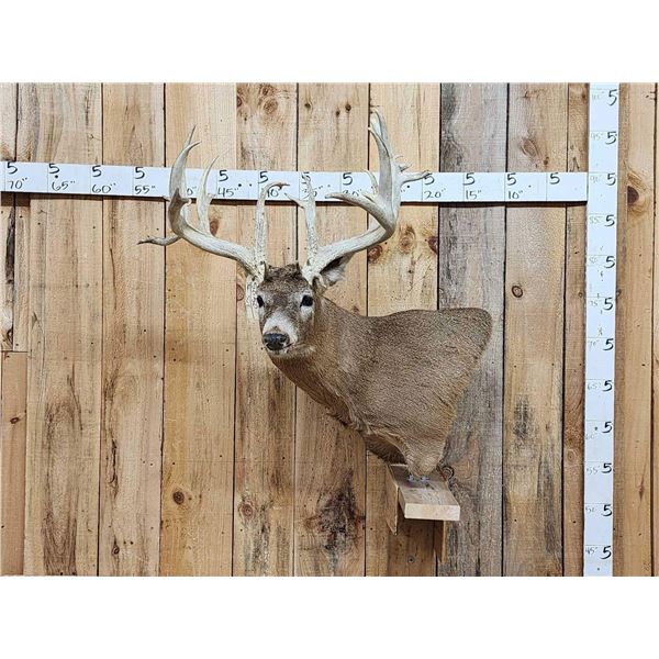 BIG Main Frame 5x5 Whitetail Cutaway Pedestal Taxidermy Mount