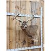 Image 2 : BIG Main Frame 5x5 Whitetail Cutaway Pedestal Taxidermy Mount