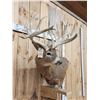 Image 3 : BIG Main Frame 5x5 Whitetail Cutaway Pedestal Taxidermy Mount