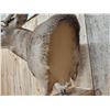 Image 4 : BIG Main Frame 5x5 Whitetail Cutaway Pedestal Taxidermy Mount