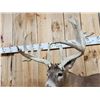Image 5 : BIG Main Frame 5x5 Whitetail Cutaway Pedestal Taxidermy Mount