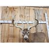 Image 6 : BIG Main Frame 5x5 Whitetail Cutaway Pedestal Taxidermy Mount
