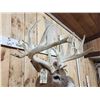 Image 7 : BIG Main Frame 5x5 Whitetail Cutaway Pedestal Taxidermy Mount