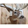Image 8 : BIG Main Frame 5x5 Whitetail Cutaway Pedestal Taxidermy Mount