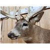 Image 9 : BIG Main Frame 5x5 Whitetail Cutaway Pedestal Taxidermy Mount
