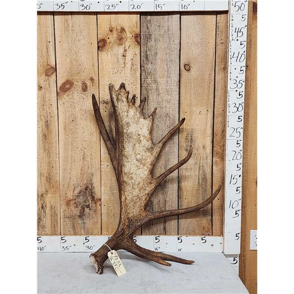 Awesome 14.9 Lbs Moose Shed Antler