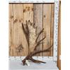 Image 1 : Awesome 14.9 Lbs Moose Shed Antler