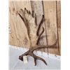 Image 2 : Awesome 14.9 Lbs Moose Shed Antler