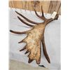 Image 4 : Awesome 14.9 Lbs Moose Shed Antler