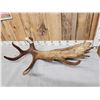 Image 5 : Awesome 14.9 Lbs Moose Shed Antler