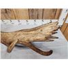Image 6 : Awesome 14.9 Lbs Moose Shed Antler