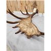 Image 7 : Awesome 14.9 Lbs Moose Shed Antler