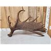 Image 8 : Awesome 14.9 Lbs Moose Shed Antler