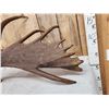 Image 9 : Awesome 14.9 Lbs Moose Shed Antler