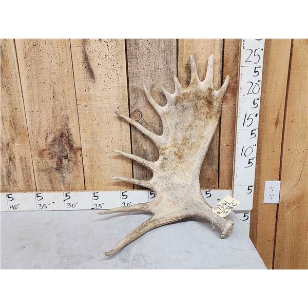 10.5 Lbs Moose Shed Antler