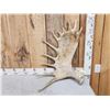 Image 1 : 10.5 Lbs Moose Shed Antler