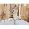 Image 2 : 10.5 Lbs Moose Shed Antler