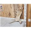 Image 3 : 10.5 Lbs Moose Shed Antler
