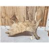 Image 4 : 10.5 Lbs Moose Shed Antler