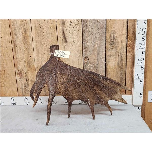 Extra Nice 11.4 Lbs Self Standing Moose Shed Antler