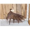 Image 1 : Extra Nice 11.4 Lbs Self Standing Moose Shed Antler