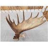 Image 3 : Extra Nice 11.4 Lbs Self Standing Moose Shed Antler