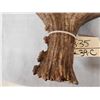 Image 4 : Extra Nice 11.4 Lbs Self Standing Moose Shed Antler