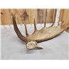 Image 5 : Extra Nice 11.4 Lbs Self Standing Moose Shed Antler