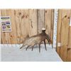 Image 6 : Extra Nice 11.4 Lbs Self Standing Moose Shed Antler