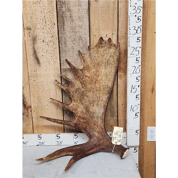 12.8 Lbs Moose Shed Antler