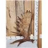 Image 1 : 12.8 Lbs Moose Shed Antler