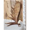 Image 2 : 12.8 Lbs Moose Shed Antler