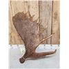 Image 3 : 12.8 Lbs Moose Shed Antler