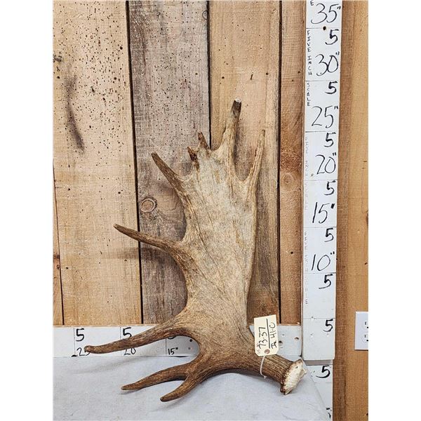 9.5 Lbs Moose Shed Antler