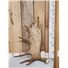 Image 1 : 9.5 Lbs Moose Shed Antler