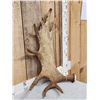 Image 2 : 9.5 Lbs Moose Shed Antler