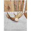 Image 3 : 9.5 Lbs Moose Shed Antler