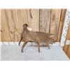 Image 4 : 9.5 Lbs Moose Shed Antler