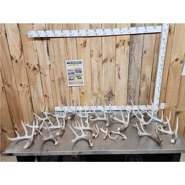 27.6 Lbs Of Grade A Whitetail Shed Antlers