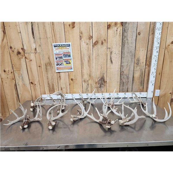23.5 Lbs Of Whitetail Shed Antlers Matching Sets