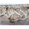 Image 3 : 23.5 Lbs Of Whitetail Shed Antlers Matching Sets