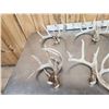 Image 4 : 8 Matching Sets Of Wild Whitetail Shed Antlers