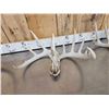 Image 6 : 8 Matching Sets Of Wild Whitetail Shed Antlers