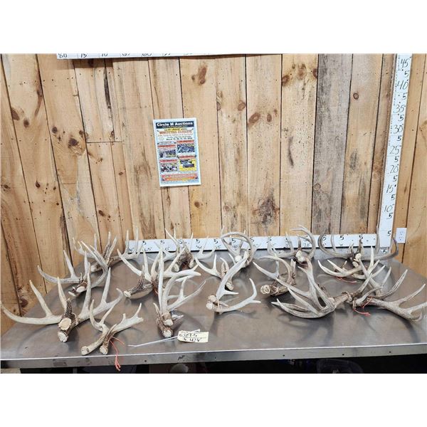 16 Matched Sets Of Whitetail Shed Antlers