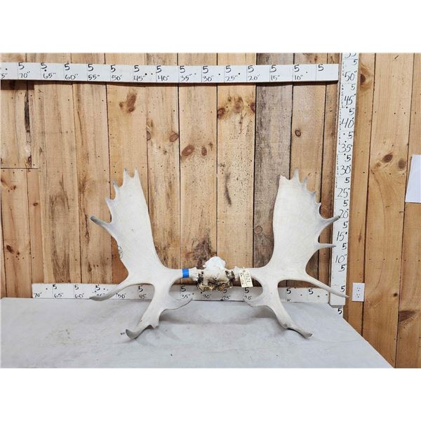 47" Wide Moose Antlers On Skull Plate