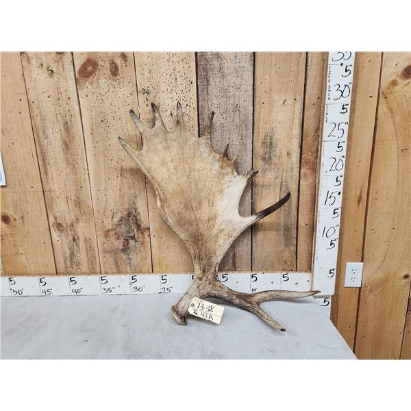 10.2 Lbs Moose Shed Antler