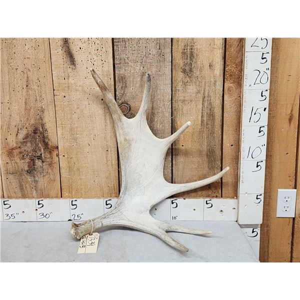 5.5 Lbs Moose Shed Antler