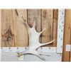 Image 1 : 5.5 Lbs Moose Shed Antler