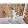 Image 2 : 5.5 Lbs Moose Shed Antler
